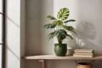 Plante tombante artificielle : choisir un modèle réaliste